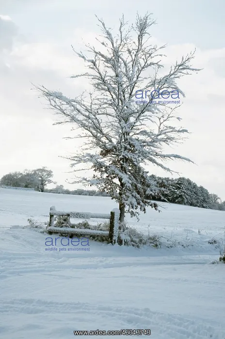 : Oak, Acorn, Quercus : Oak, Acorn, Quercus