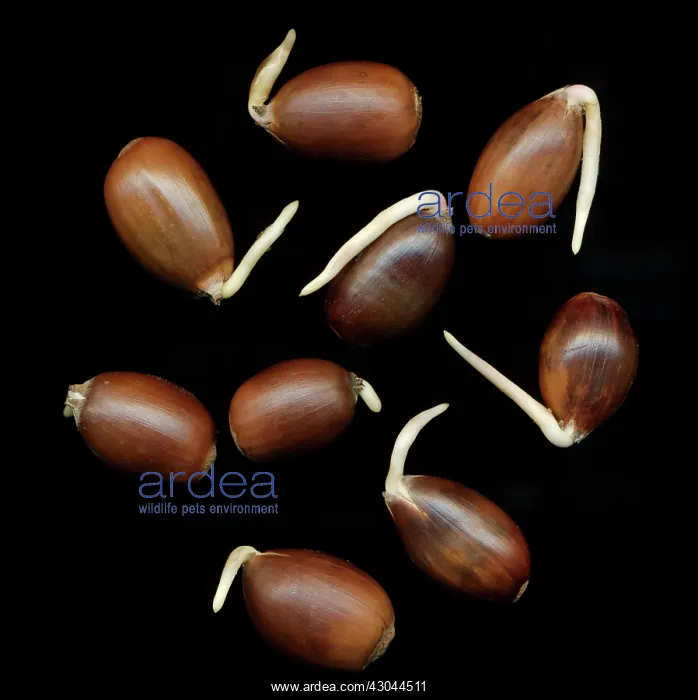 : Oak, Acorn, Quercus : Oak, Acorn, Quercus