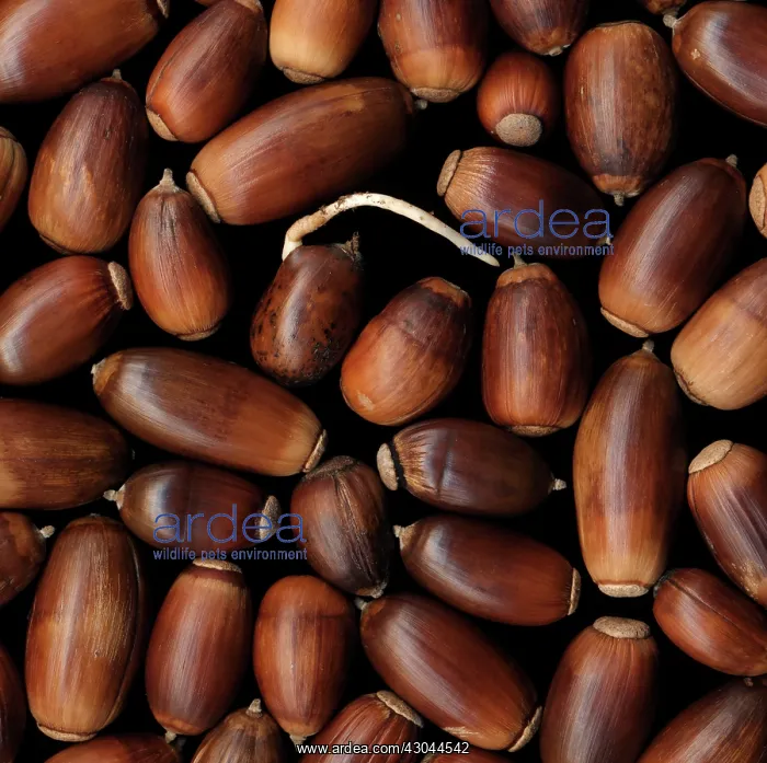 : Oak, Acorn, Quercus : Oak, Acorn, Quercus