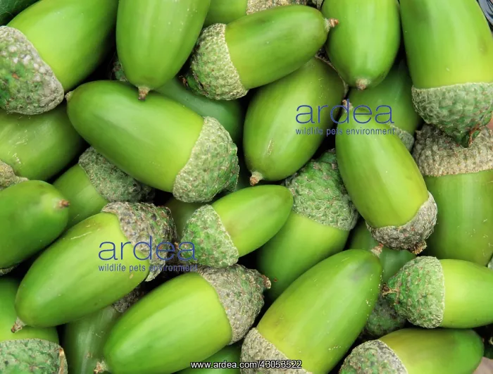 : Oak, Acorn, Quercus : Oak, Acorn, Quercus