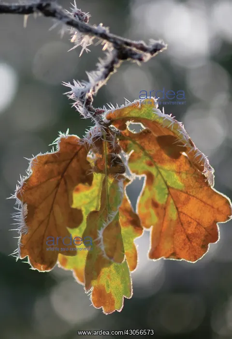 : Oak, Acorn, Quercus : Oak, Acorn, Quercus