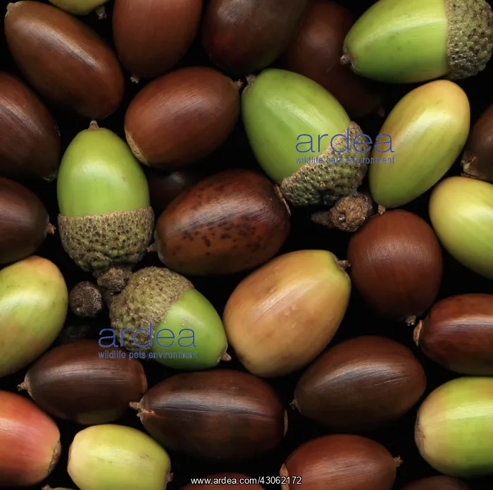 : Oak, Acorn, Quercus : Oak, Acorn, Quercus
