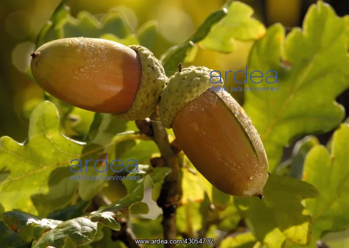 : Oak, Acorn, Quercus robur : Oak, Acorn, Quercus robur