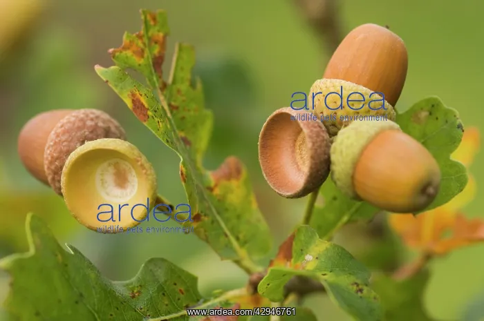  : Oak - Acorns