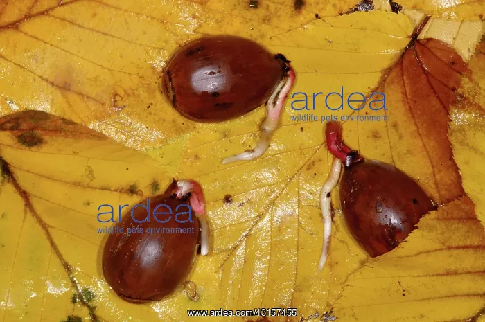 : Oak Acorns : Oak Acorns
