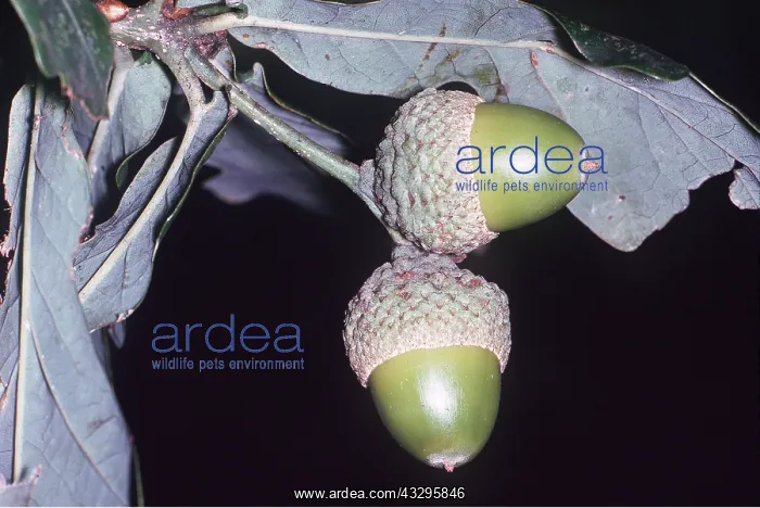 : OAK - acorns, close-up : OAK - acorns, close-up