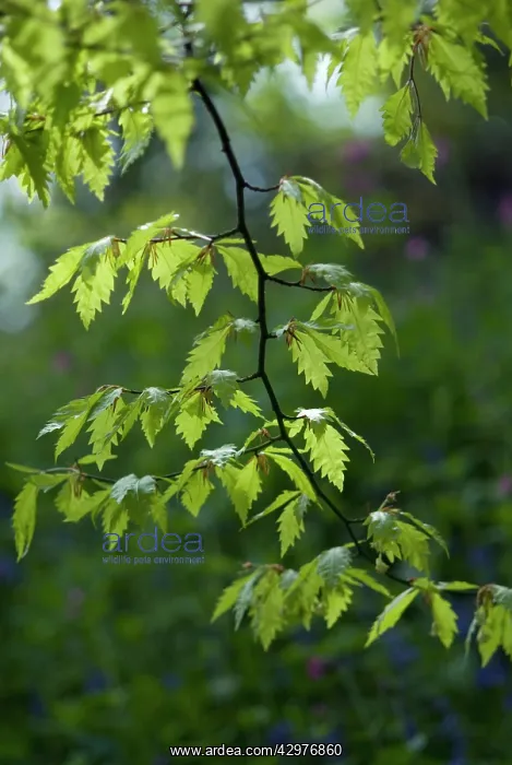 : Oak, Algerian, Algerian oak, Quercus canariensis : Oak, Algerian, Algerian oak, Quercus canariensis