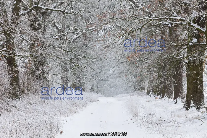 : Oak Allee - covered in snow in winter, North Hessen, Germany : Oak Allee - covered in snow in winter, North Hessen, Germany