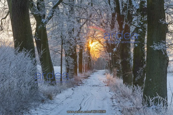 : Oak Allee - covered in snow in winter, North Hessen, Germany : Oak Allee - covered in snow in winter, North Hessen, Germany