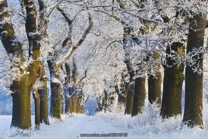 : Oak Allee - covered in snow in winter, North Hessen, Germany : Oak Allee - covered in snow in winter, North Hessen, Germany