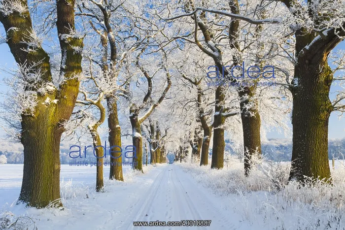 : Oak Allee - covered in snow in winter, North Hessen, Germany : Oak Allee - covered in snow in winter, North Hessen, Germany