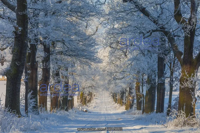  : Oak Allee - covered in snow in winter, North Hessen, Germany