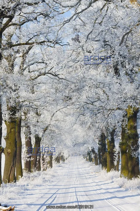 : Oak Allee - covered in snow in winter, North Hessen, Germany : Oak Allee - covered in snow in winter, North Hessen, Germany