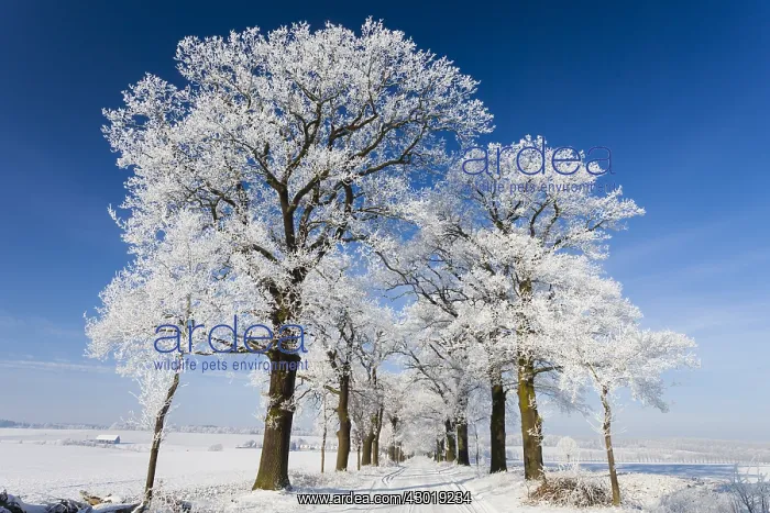 : Oak Allee - covered in snow in winter, North Hessen, Germany : Oak Allee - covered in snow in winter, North Hessen, Germany