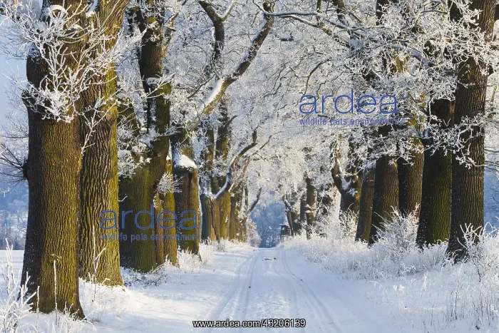 : Oak Allee - covered in snow in winter, North Hessen, Germany : Oak Allee - covered in snow in winter, North Hessen, Germany