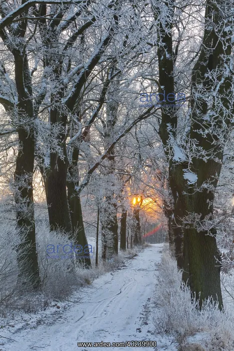 : Oak Allee - covered in snow in winter, North Hessen, Germany : Oak Allee - covered in snow in winter, North Hessen, Germany