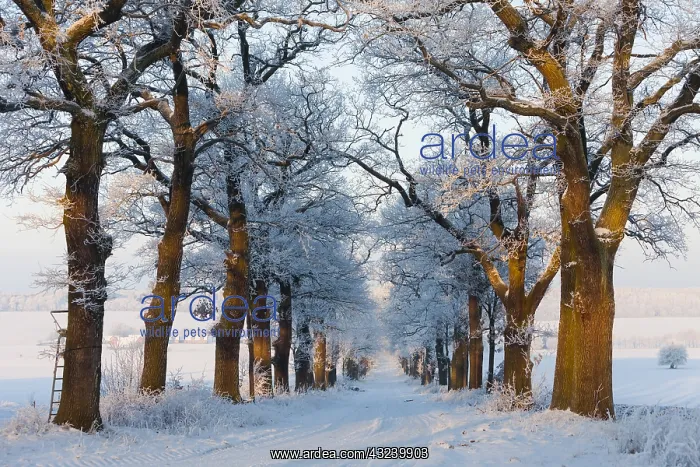 : Oak Allee - covered in snow in winter, North Hessen, Germany : Oak Allee - covered in snow in winter, North Hessen, Germany
