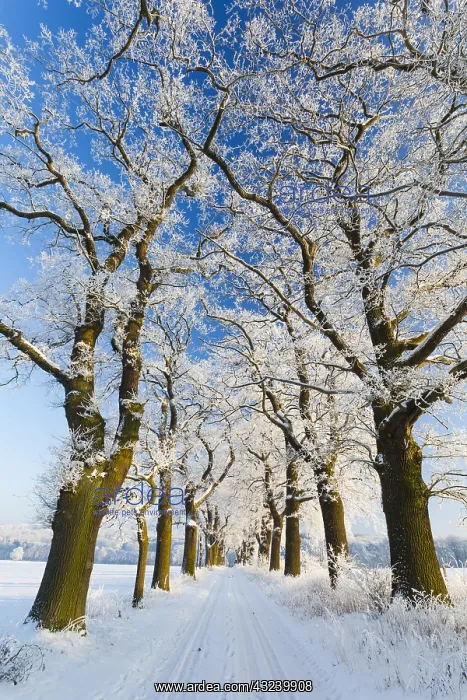 : Oak Allee - covered in snow in winter, North Hessen, Germany : Oak Allee - covered in snow in winter, North Hessen, Germany