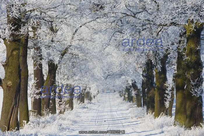 : Oak Allee - covered in snow in winter, North Hessen, Germany : Oak Allee - covered in snow in winter, North Hessen, Germany
