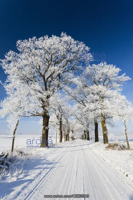 : Oak Allee - covered in snow in winter, North Hessen, Germany : Oak Allee - covered in snow in winter, North Hessen, Germany