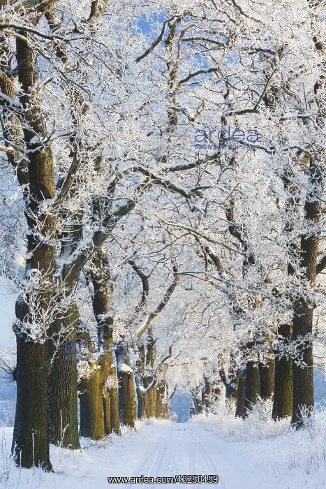 : Oak Allee - covered in snow in winter, North Hessen, Germany : Oak Allee - covered in snow in winter, North Hessen, Germany