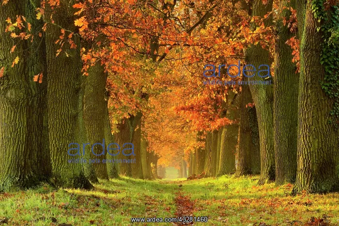 : Oak alley in autumn, Magdeburger B&, x1b2925;, Saxony-Anhalt : Oak alley in autumn, Magdeburger B&, x1b2925;, Saxony-Anhalt