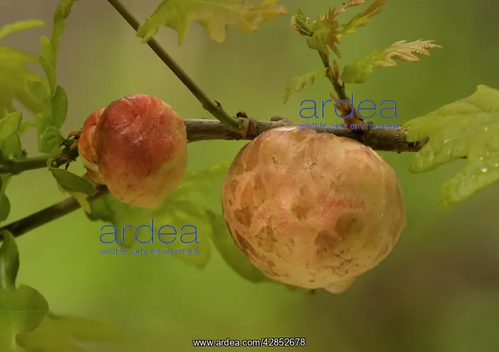 : OAK - apple galls, caused by the Oak Apple Gall wasp : OAK - apple galls, caused by the Oak Apple Gall wasp