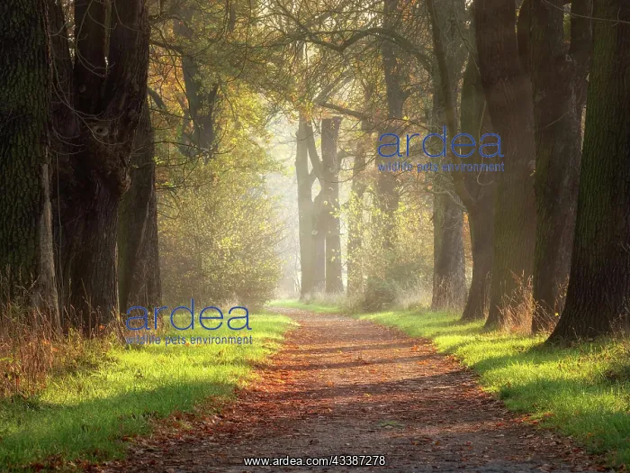 : Oak avenue in autumn, Dessau-Wnrlitz Garden Kingdom : Oak avenue in autumn, Dessau-Wnrlitz Garden Kingdom