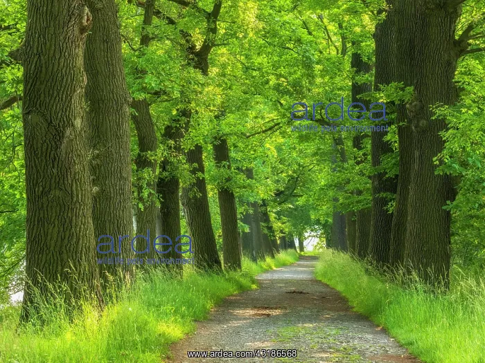 : Oak avenue in the Plothen pond area, Thuringian : Oak avenue in the Plothen pond area, Thuringian