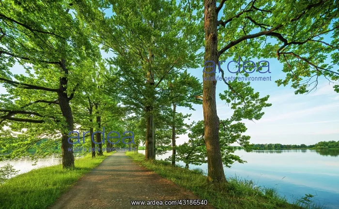 : Oak avenue between ponds in the Plothen pond area : Oak avenue between ponds in the Plothen pond area
