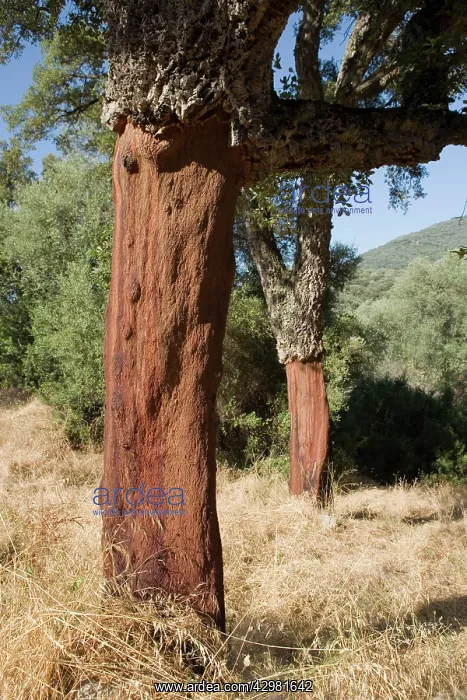 : Oak - Bark removed : Oak - Bark removed