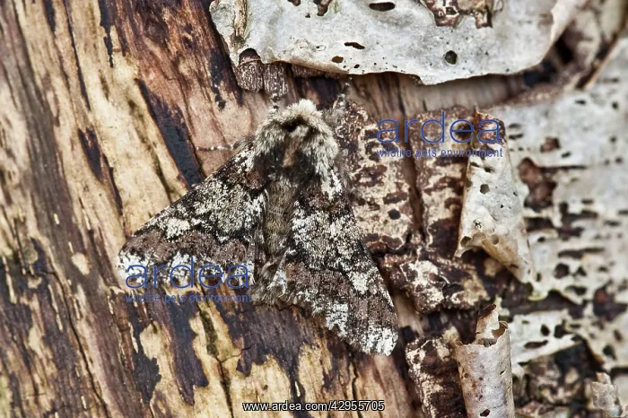: Oak Beauty : Oak Beauty