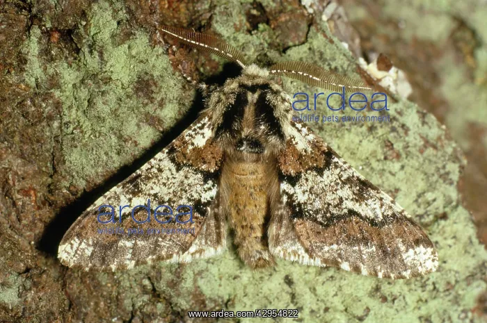  : Oak Beauty Moth