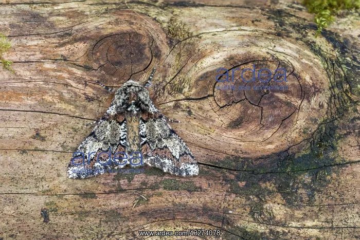  : Oak Beauty Moth - UK