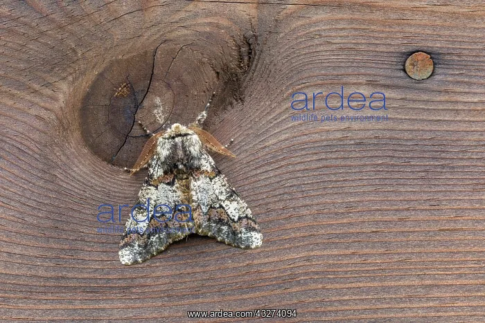 : Oak Beauty Moth - UK : Oak Beauty Moth - UK