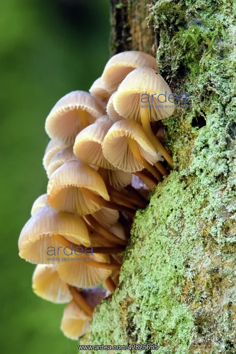 : Oak Bonnet-cap - tree trunk : Oak Bonnet-cap - tree trunk