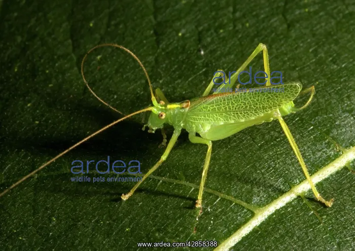 : Oak Bush-Cricket : Oak Bush-Cricket