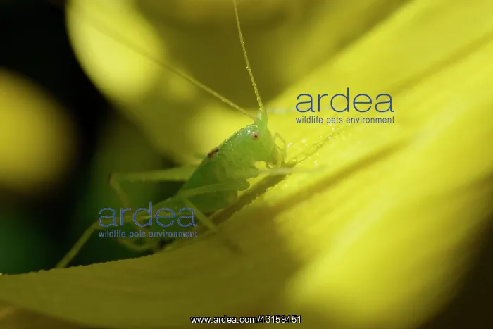 : Oak Bush-cricket : Oak Bush-cricket