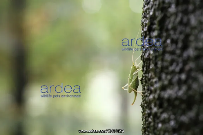 : Oak Bush-cricket : Oak Bush-cricket