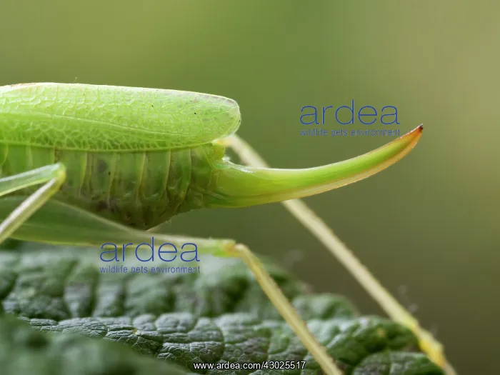  : Oak Bush Cricket female close up of ovipositor