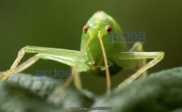  : Oak Bush Cricket female facing forward