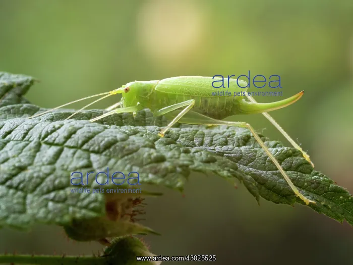  : Oak Bush Cricket female UK