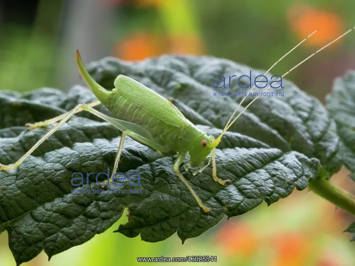  : Oak Bush Cricket female UK