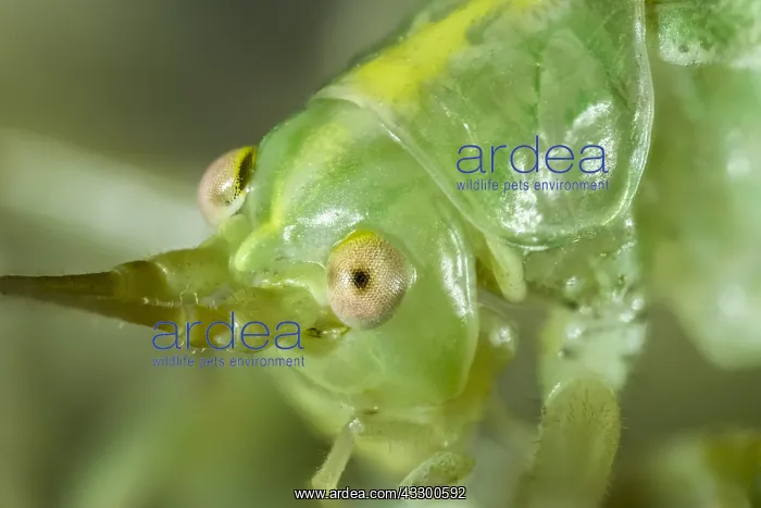 : Oak Bush-cricket head and eyes - Norfolk UK : Oak Bush-cricket head and eyes - Norfolk UK