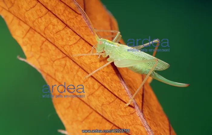 : OAK BUSH-CRICKET - on leaf : OAK BUSH-CRICKET - on leaf