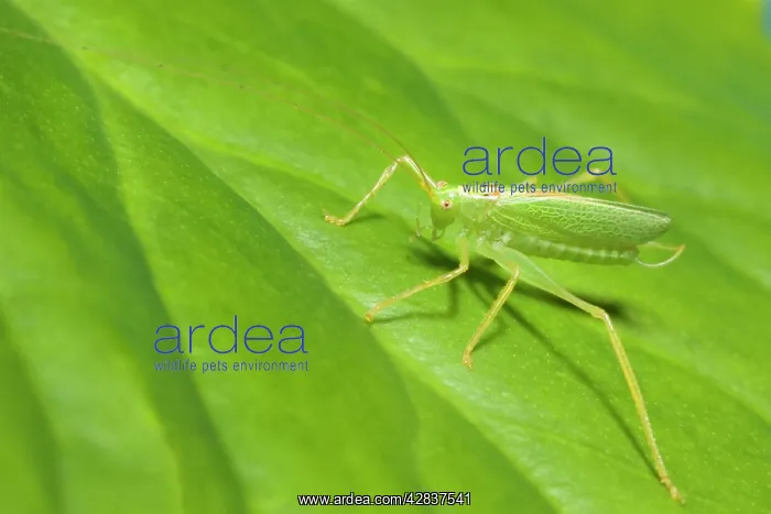 : Oak Bush Cricket - Resting on Leaf : Oak Bush Cricket - Resting on Leaf