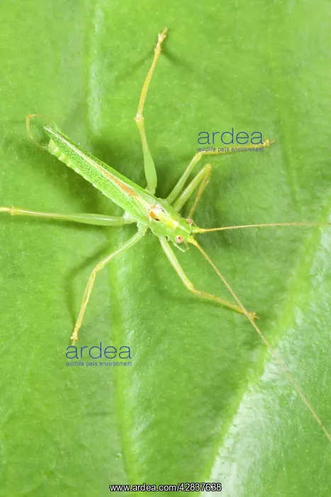 : Oak Bush Cricket - Resting on Leaf : Oak Bush Cricket - Resting on Leaf
