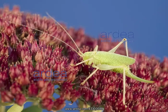 : Oak Bush-cricket on sedum - Norfolk UK : Oak Bush-cricket on sedum - Norfolk UK