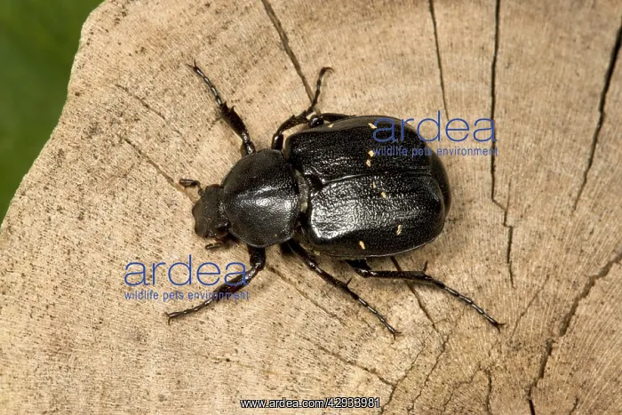 : Oak Chafer - Very rarely seen as adults (larvae : Oak Chafer - Very rarely seen as adults (larvae