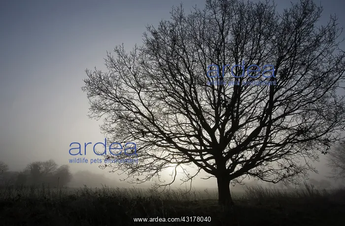  : Oak, Common oak, Quercus robur, Side view of fairly